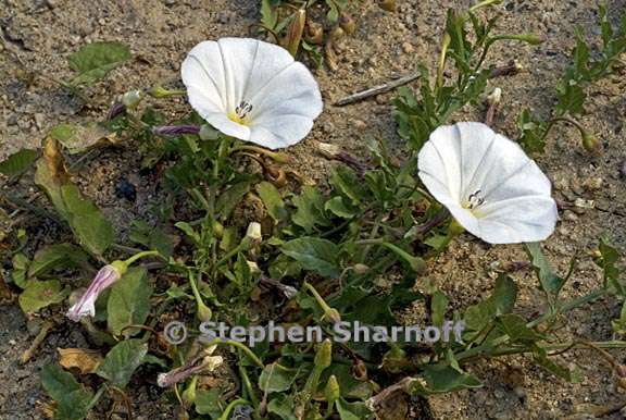 convolvulus arvensis 2 graphic